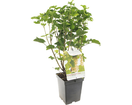 FLORASELF Witte Aalbes Ribes rubrum 'White Pearl' potmaat Ø 18 cm H 25 cm Witte bes in pot