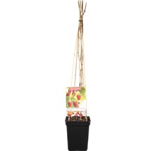 FLORASELF Framboos Rubus ideaus 'Malling Promise' Ø 18 cm