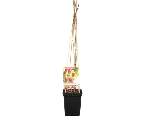 Frambozenplant in pot met klimhulp