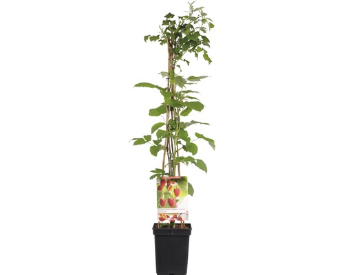 FLORASELF Framboos Rubus ideaus 'Malling Promise' Ø 18 cm
