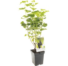 FLORASELF® Jostabes Ribes 'Jostaberry' potmaat Ø 18 cm