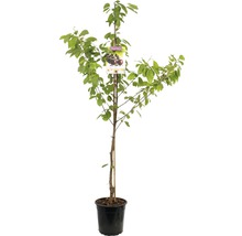 FLORASELF Kersenboom prunus avium Sunburst Ø24 cm rood
