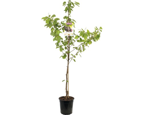 FLORASELF Kersenboom prunus avium Sunburst Ø24 cm rood