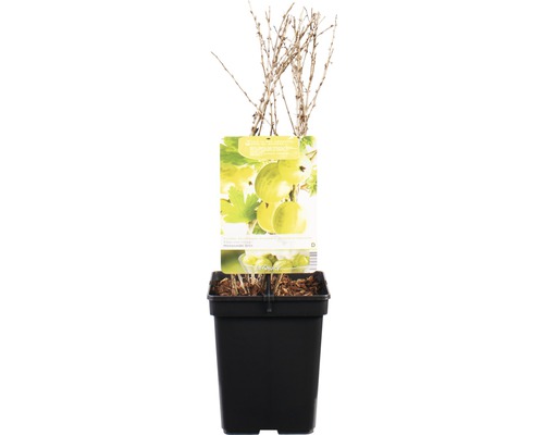 Kruisbes in pot