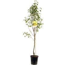 Perenboom in een pot