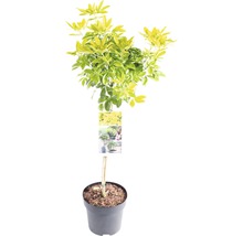 Schefflera plant in pot met geelgroene bladeren
