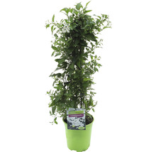 Geurjasmijn in pot