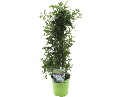 FLORASELF Klimmende nachtschade Solanum jasminoides potmaat Ø 19 cm 70-90 cm Geurjasmijn in pot