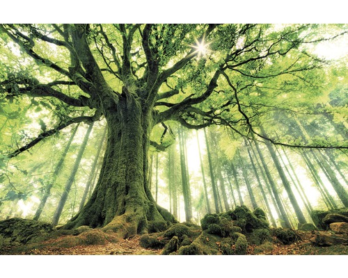 THE WALL Canvasafbeelding Green giant 150x100 cm THE WALL Canvasafbeelding Green giant 150x100 cm