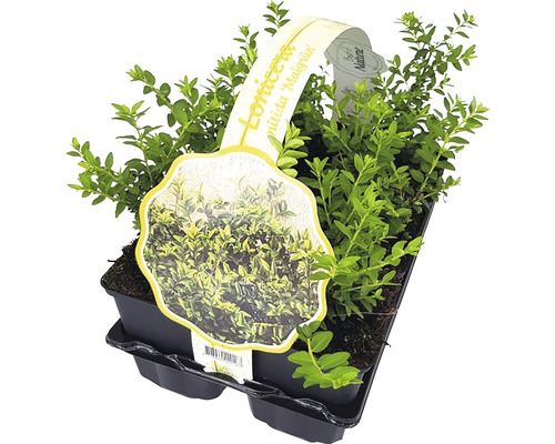 Heckenmyrthe ''Maigrün'' in de teeltbak