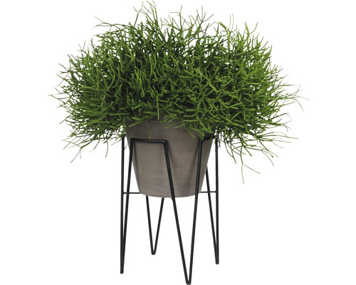 Decoratieve kamerplant met grijze pot op zwart metalen frame