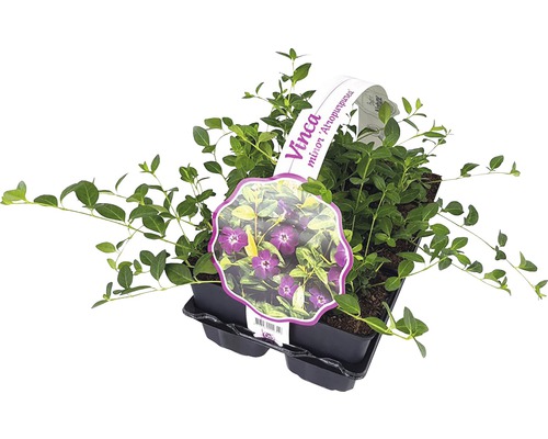 Maagdenpalm ''Atropurpurea'' in pot