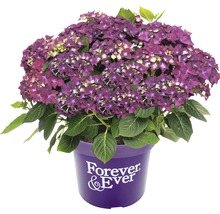 FOREVER&EVER® Boerenhortensia Purple potmaat Ø 23 cm paars