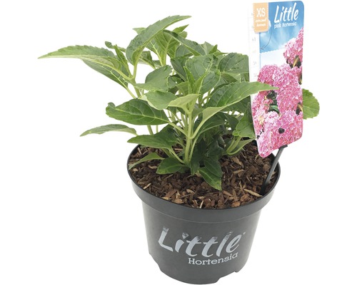 FLORASELF® Boerenhortensia Hydrangea Macrophylla 'Little Pink' potmaat Ø 17 cm roze