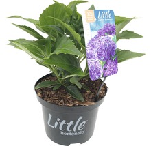 FLORASELF® Boerenhortensia Hydrangea Macrophylla 'Little Purple' potmaat Ø 17 cm paars