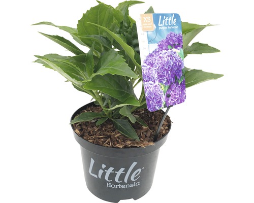 FLORASELF® Boerenhortensia Hydrangea Macrophylla ‘Little Purple‘ potmaat Ø 17 cm paars