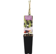 Braam in pot met plantenlabel