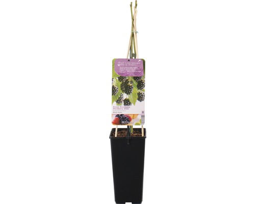 Braam in pot met plantenlabel