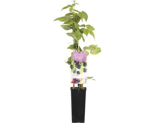 FLORASELF® Braam Rubus fruticosa 'Black Satin' potmaat Ø 10 cm