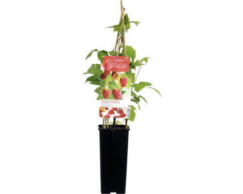 FLORASELF® Framboos Rubus idaeus 'Malling Promise' potmaat Ø 10 cm