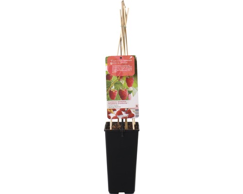 Frambozenplant in pot met plantenlabel en steunstokken