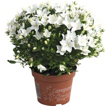 Klokjesbloem met witte bloemen in pot