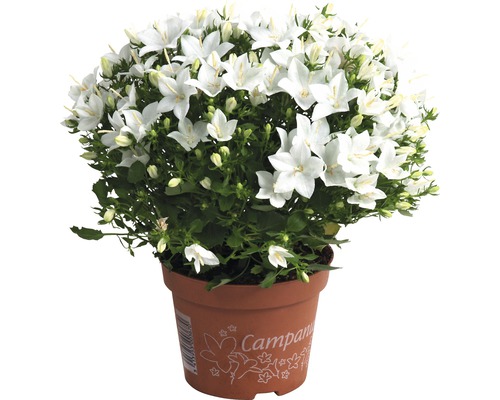 Klokjesbloem met witte bloemen in pot
