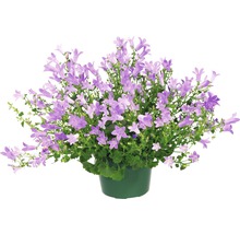 Klokjesbloem in een pot