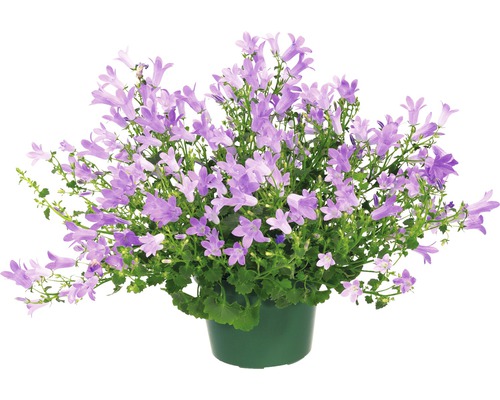 Klokjesbloem in een pot