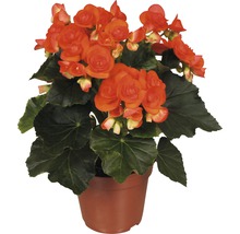 Begonia in pot met bloemen en groene bladeren