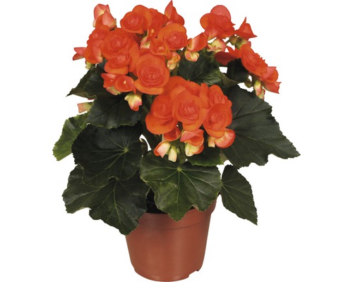 FLORASELF Begonia Begonia elatior 'Reina' potmaat Ø 14 cm H 30 cm
