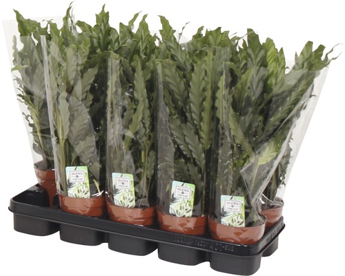Tray met meerdere Calathea kamerplanten in pot, verpakt in plastic folie
