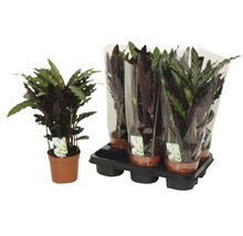 Calathea Rufibarba kamerplant in pot en in tray