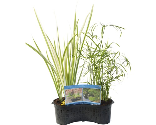 Vijverplantenset in pot met verschillende waterplanten