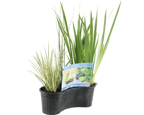 Vijverplanten in pot voor de tuinvijverinrichting