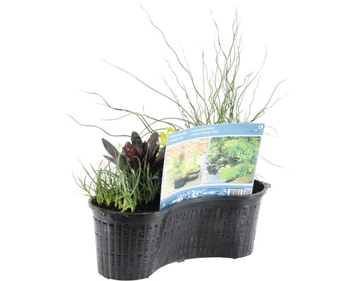 Plantenschaal met vijverplanten voor de tuinvijver