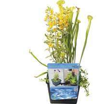 FLORASELF® Mand met 3 waterplanten mix potmaat Ø 18 cm