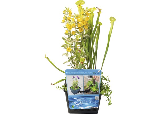 Plantenmand met vleesetende planten en gele bloemen