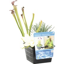FLORASELF® Mand met 3 waterplanten mix potmaat Ø 18 cm