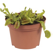 Venusvliegenvanger in een pot