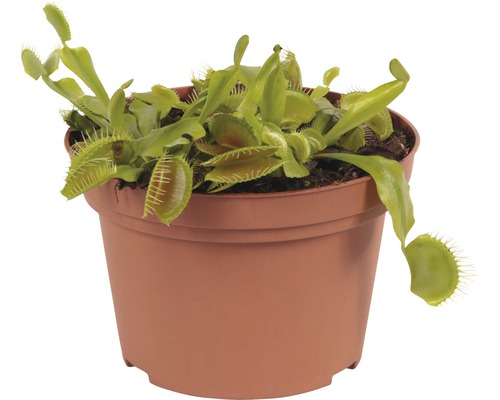 Venusvliegenvanger in een pot