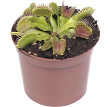 Venusvliegenvanger in een pot