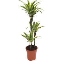 Drakenboom in pot