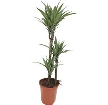 Drakenboom in pot