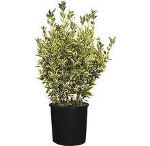 Spoelstruik met bont blad in pot