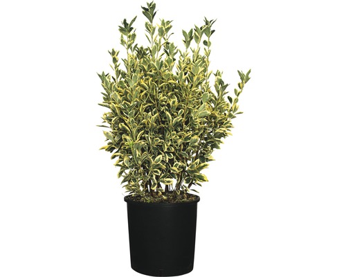 FLORASELF Kardinaalshoed Euonymus japonicus 'Bravo' potmaat Ø 34.0 cm H 60-80 cm Spoelstruik met bont blad in pot