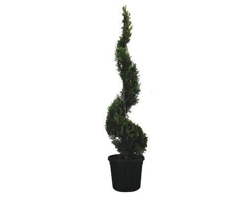 FLORASELF Cypres Cupressocyparis leylandii 'Castlewellan Gold' H 150-170 cm Spiraalvormige cipres in pot voor buiten