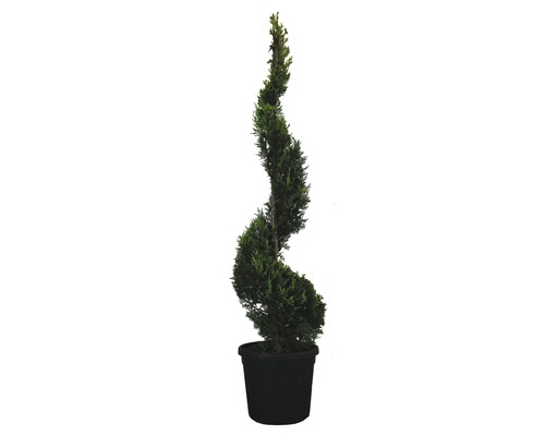 FLORASELF Cypres Cupressocyparis leylandii 'Castlewellan Gold' H 150-170 cm