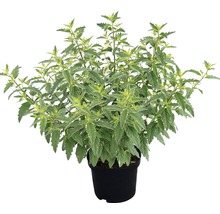 Mentha plant in pot