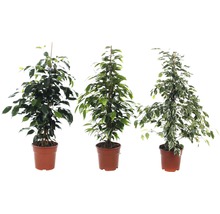 Drie Ficus bomen in potten